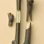 Professional Grafting Tool with Cutters for Stock