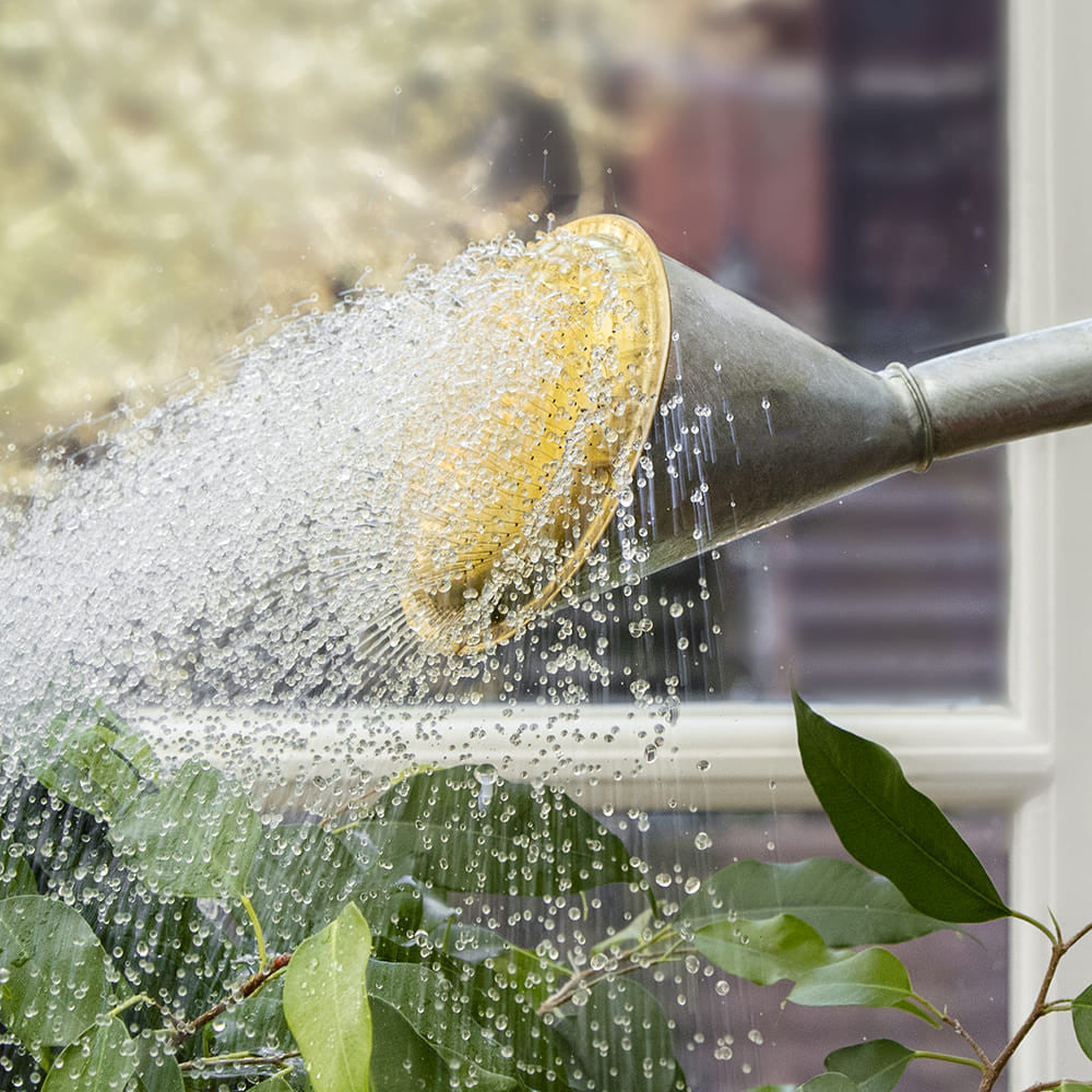 2-Gallon Oval Watering Can With Brass Rose