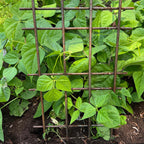 Interlocking Steel Garden Trellis for Climbing Plants