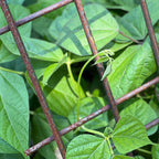 Interlocking Steel Garden Trellis for Climbing Plants
